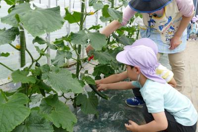 食育（夏野菜）