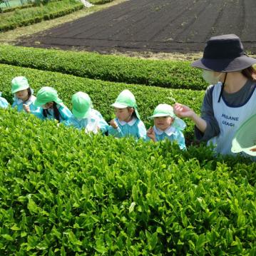 新茶のよい香りに包まれて☆彡