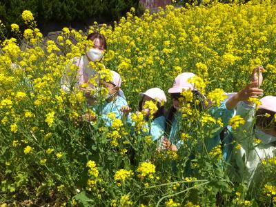 菜の花摘みを子ども達と楽しみました♪